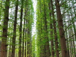 日照海滨国家森林公园