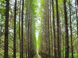 日照海滨国家森林公园
