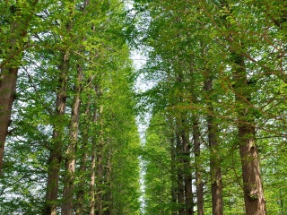 日照海滨国家森林公园