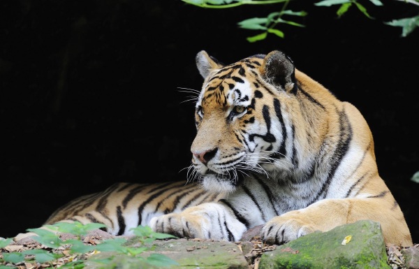 红山森林动物园图片