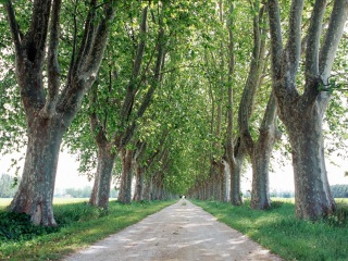 拉卡迪埃和康博