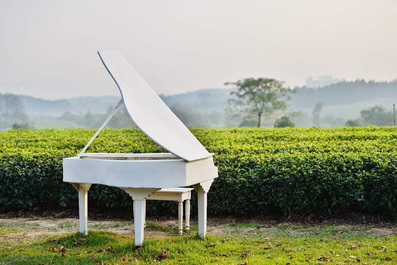 茶海边的白色钢琴,也被夕阳镀上了一色淡淡的金色,这样的美景让我耳边