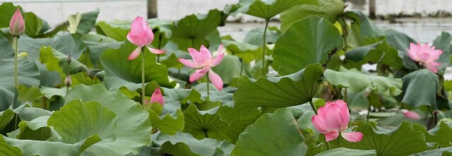 杭州 西湖 西溪国家湿地公园一日游 西泠印社 攻略游记 途牛