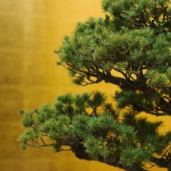 魏园