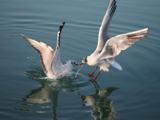 遗鸥自然保护区