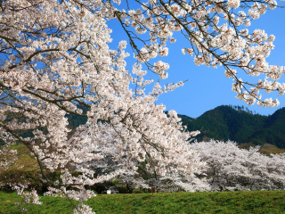 葛城