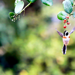 朝霧高原攻略 朝霧高原门票价格 朝霧高原地址 途牛移动站