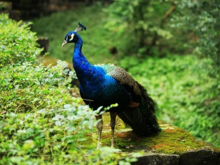 本溪环城森林公园