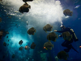 尼亚加拉水族馆