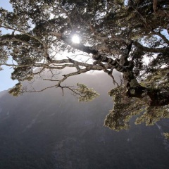 米佛峡湾
