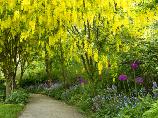 温哥华范度森植物园