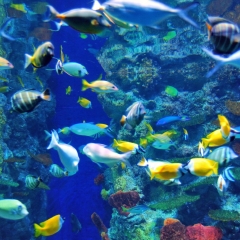 水族馆 景点模块