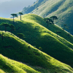 武功山森林公园4