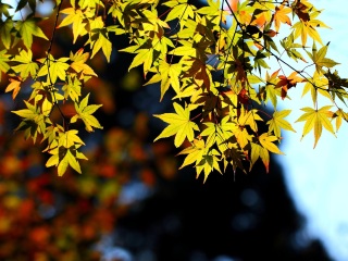 九江庐山老别墅