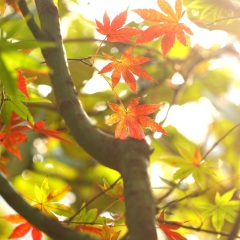 九江庐山老别墅