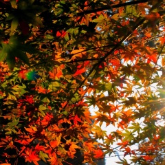 九江庐山老别墅