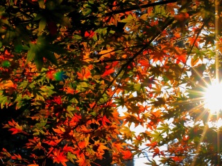 九江庐山老别墅