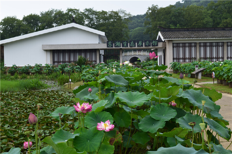 武汉东湖磨山赏荷花