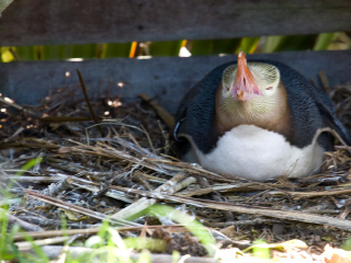 黄眼企鹅登陆地