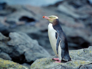 黄眼企鹅登陆地