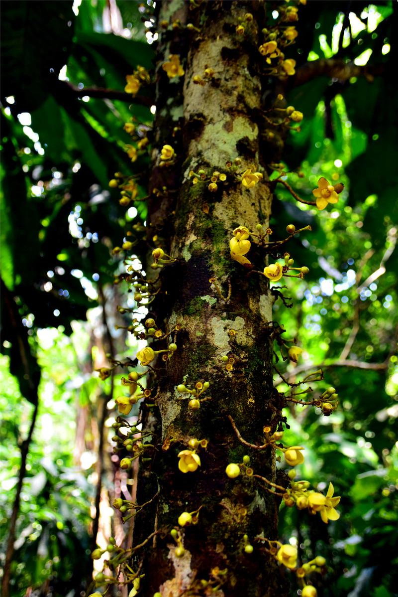 像这种在老树树干或根颈处也能开花结果的,是热带雨林中特有的老茎生