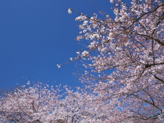 滨松城公园