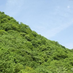 苍山