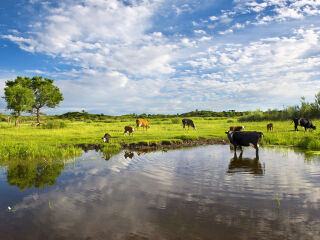 锡林郭勒大草原