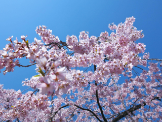 小田原城址公园