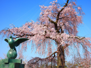 小田原城址公园