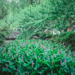 花港观鱼