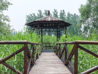 微山湖湿地