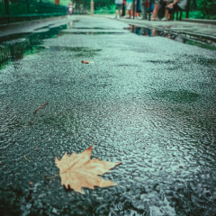 花港观鱼