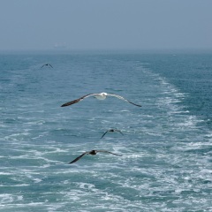 海鸟