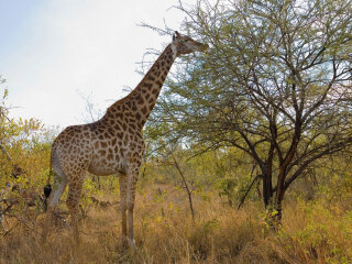 克鲁格国家公园