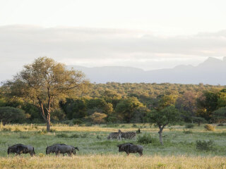 克鲁格国家公园