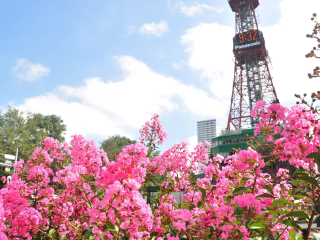 东藻琴芝樱公园