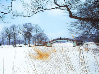 东藻琴芝樱公园