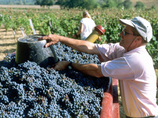 基安蒂葡萄酒产区