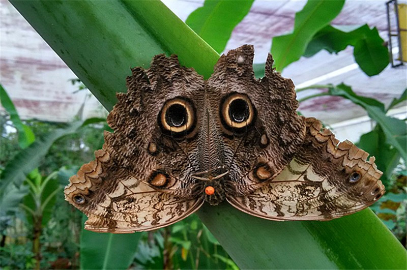这种翅膀上进化出眼睛的蝴蝶品种很珍贵,我们欣赏它,它也好奇地盯
