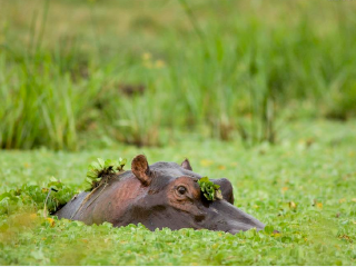 非洲狮野生动物园