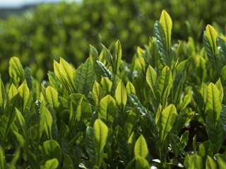 牧之原茶农协制茶工场