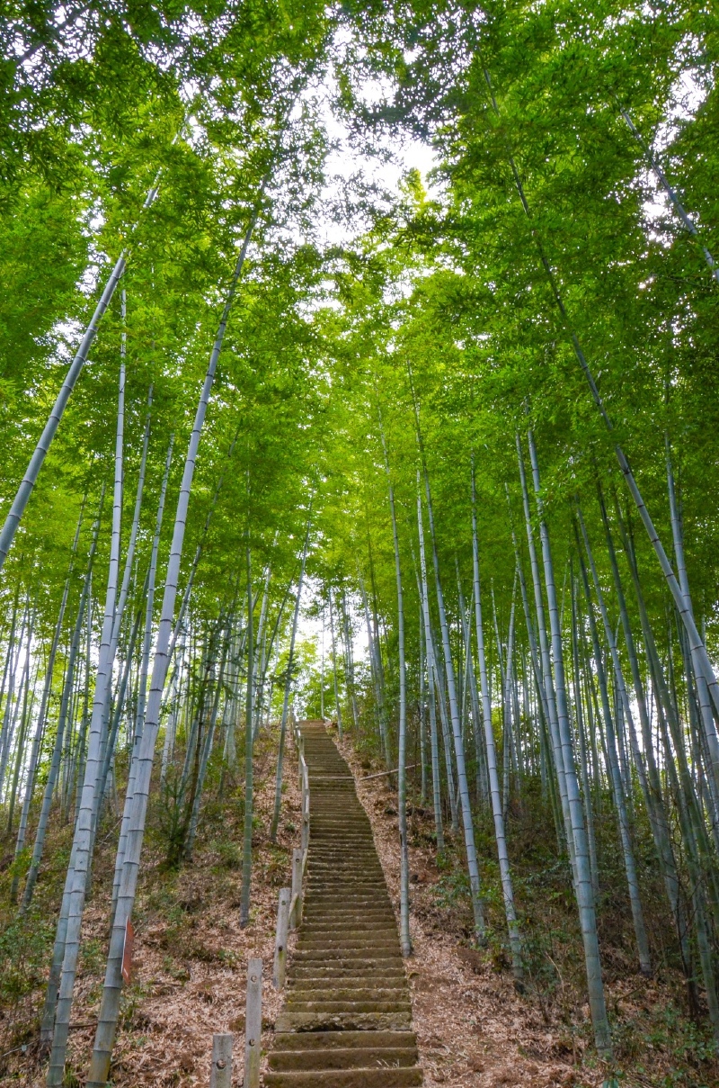 从云雾仙境到金色皖南_黄山北海景区游记_途牛