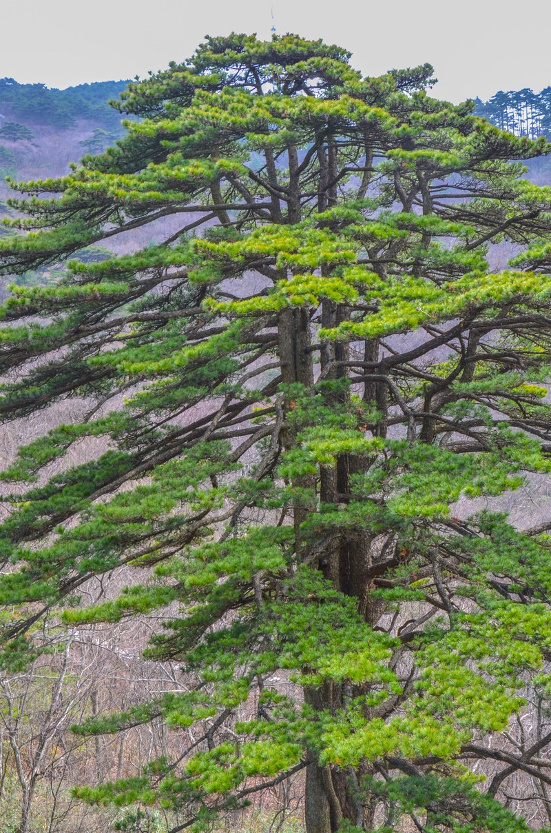 黃山團結松黃山黃山黃山黃山黃山黃山飛來石黃山黃山黃山飛來石黃山