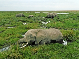 安博塞利国家公园