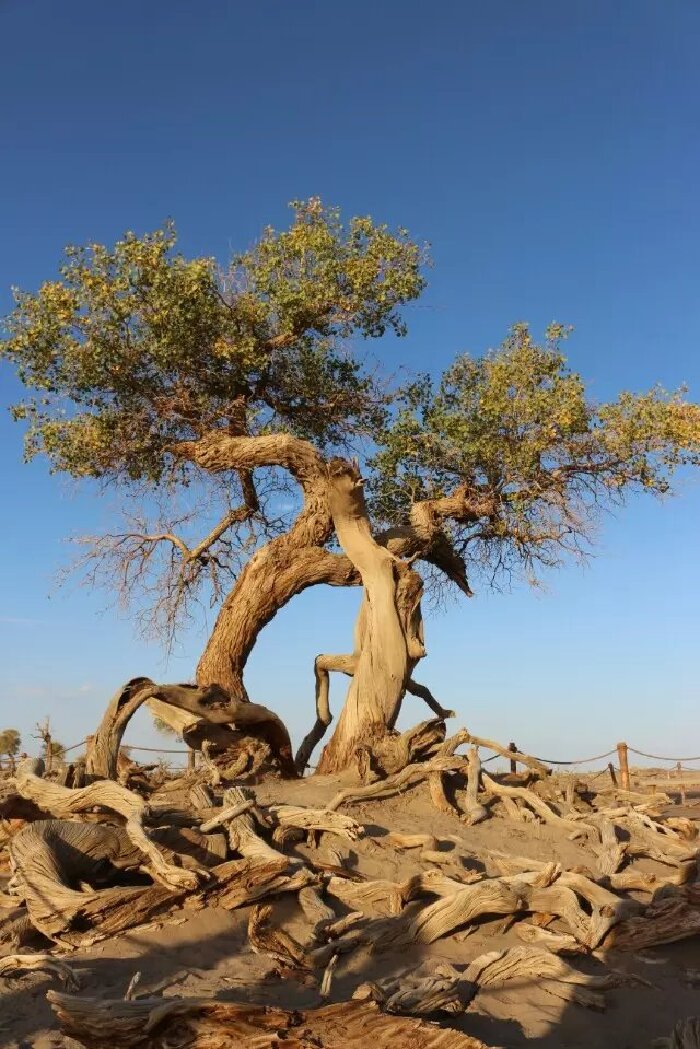 夫妻树"生死相依"