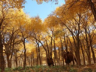 弱水金沙湾景区