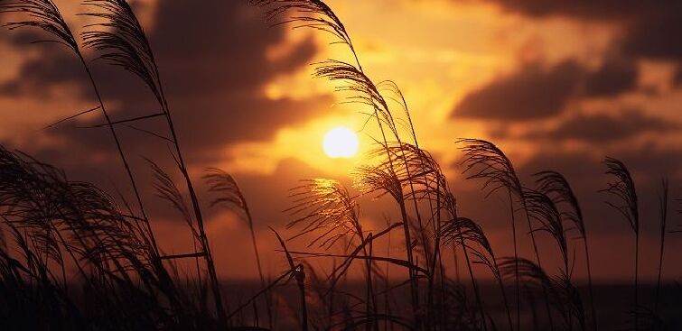 芦荡飞雪初秋,金风萧瑟,苇浪翻涌的芦荡渐渐变黄了,苇梢上慢慢抽出