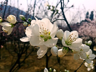 蟒山国家森林公园