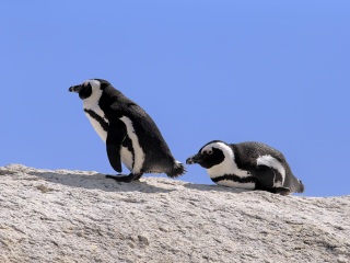 Samrec海洋鸟类康复和教育中心